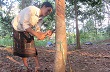 Gio Linh: Tăng cường các biện pháp phát triển cao su tiểu điền bền vững 